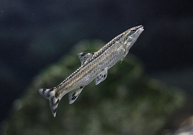 원본확인 클릭 쉬리4.jpg