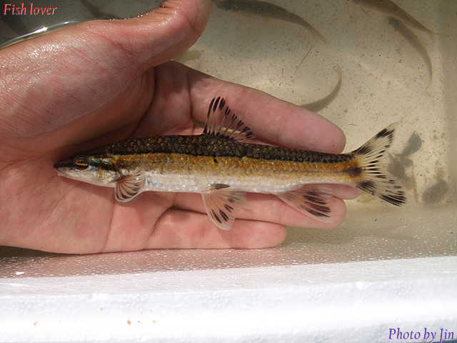 원본확인 클릭 쉬리2.jpg