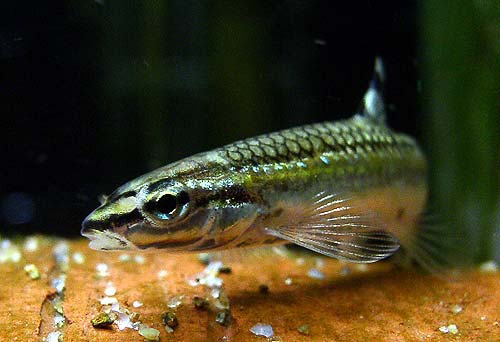 원본확인 클릭 쉬리6.jpg