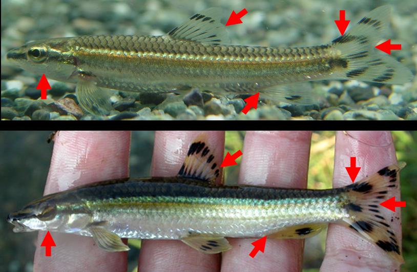 원본확인 클릭 한강쉬리와_낙동강쉬리의_비교.jpg