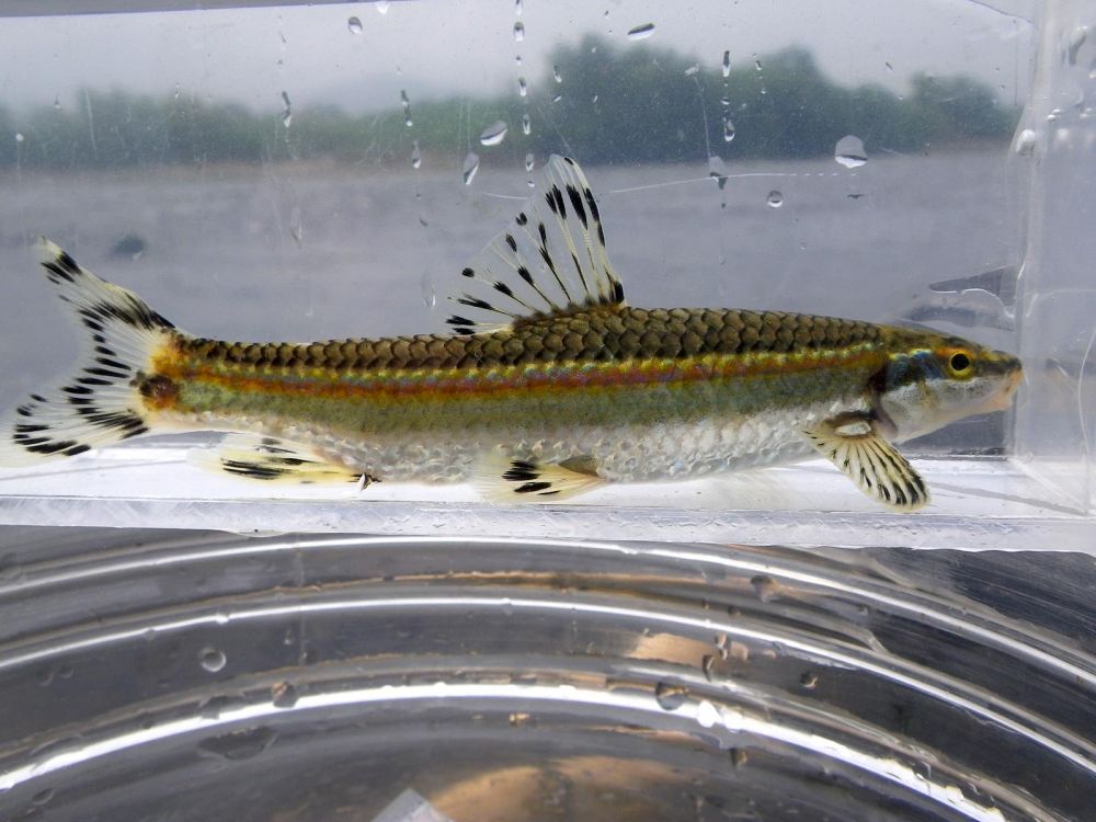 원본확인 클릭 쉬리3.jpg