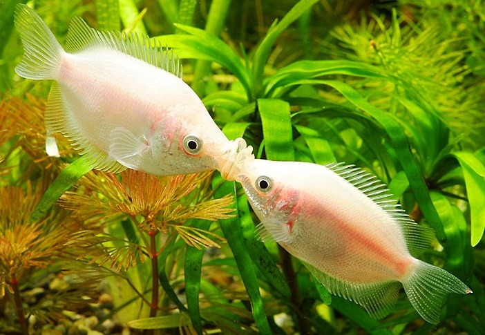 원본확인 클릭 akmall_com_20120516_123228.jpg