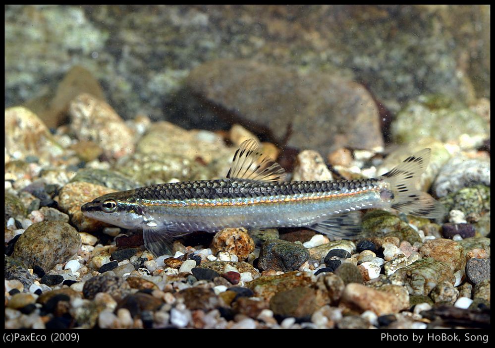 원본확인 클릭 쉬리1.jpg