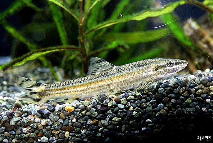 원본확인 클릭 쉬리7.jpg