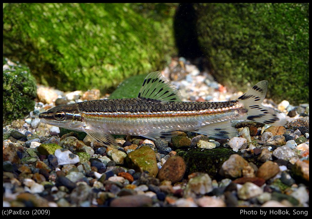 원본확인 클릭 쉬리5.jpg