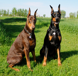 red_black_and_tan_dobes_truthy2000.jpg