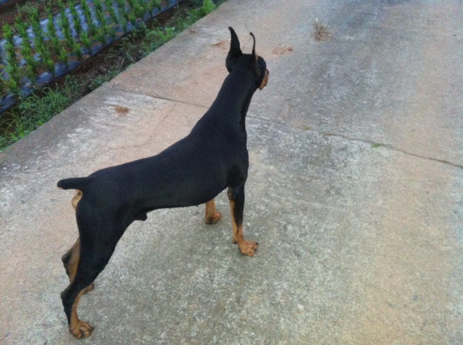 원본확인 클릭 바바뒷태.jpg