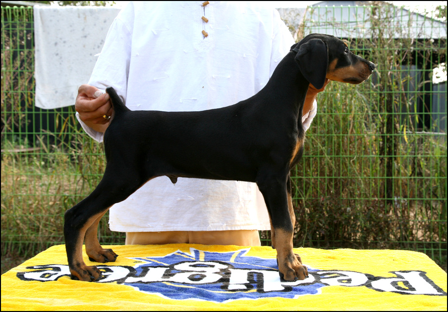 원본확인 클릭 dd.jpg