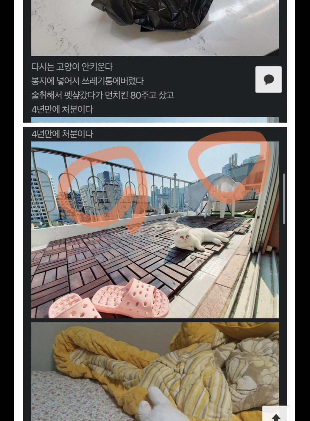 고양이 죽인놈 집앞이다 | 일베-일간베스트 | 일베저장소